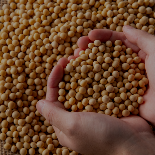 Soybeans